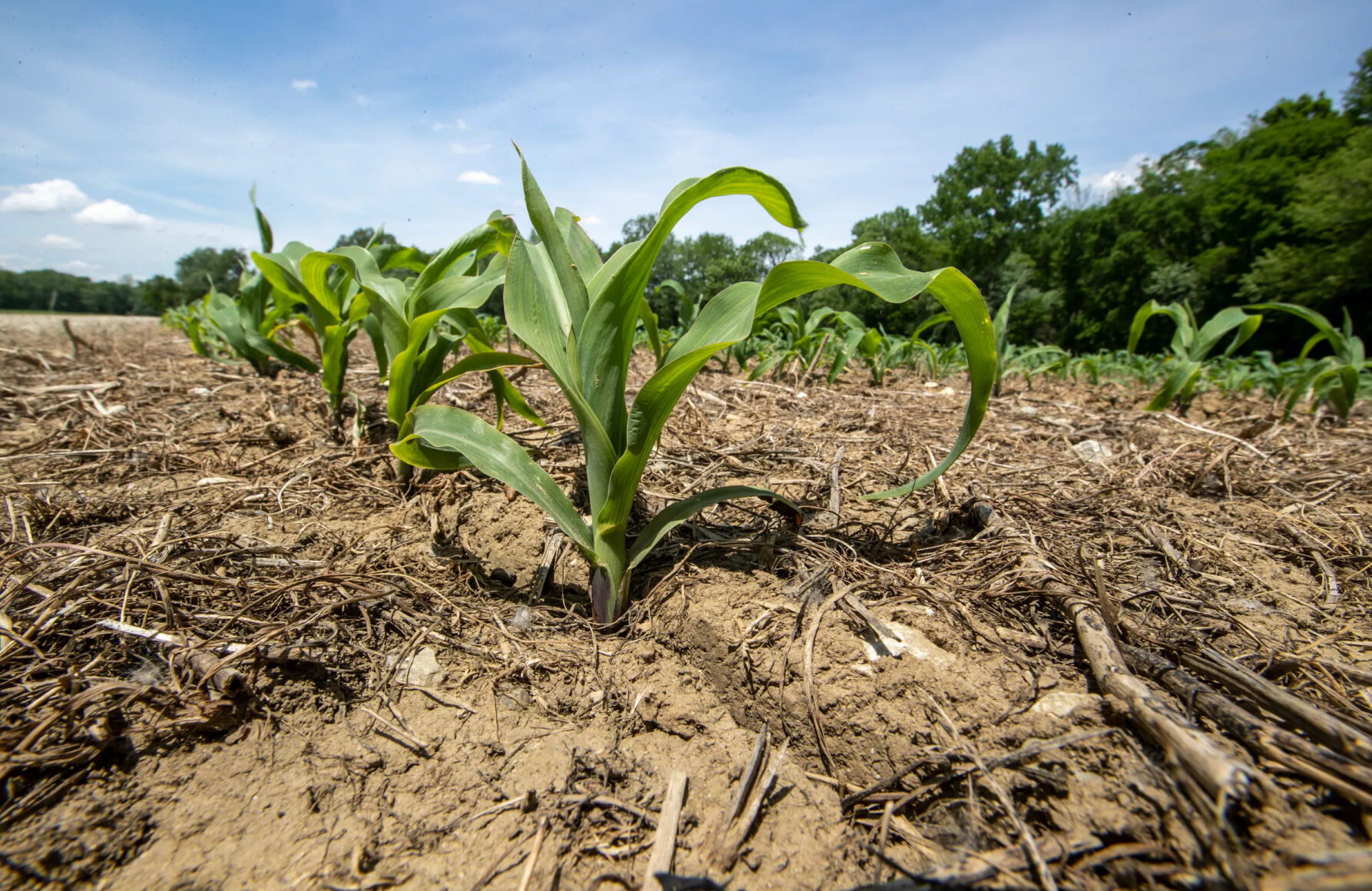 Sprouting corn